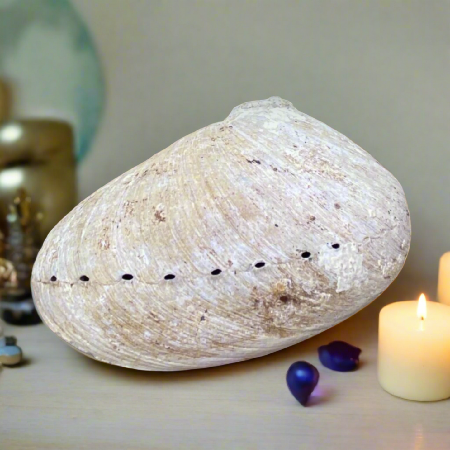 back of Abalone Shell