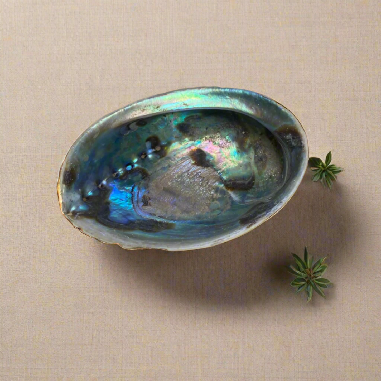 Abablone Shell