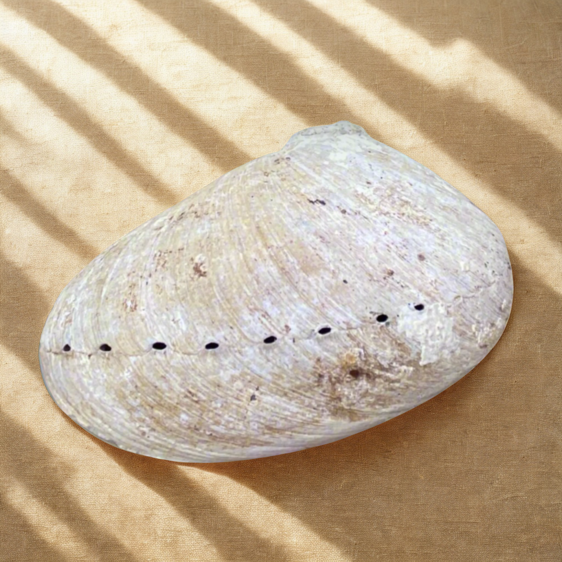 Abalone shell on a sandy surface with sunlight casting shadows