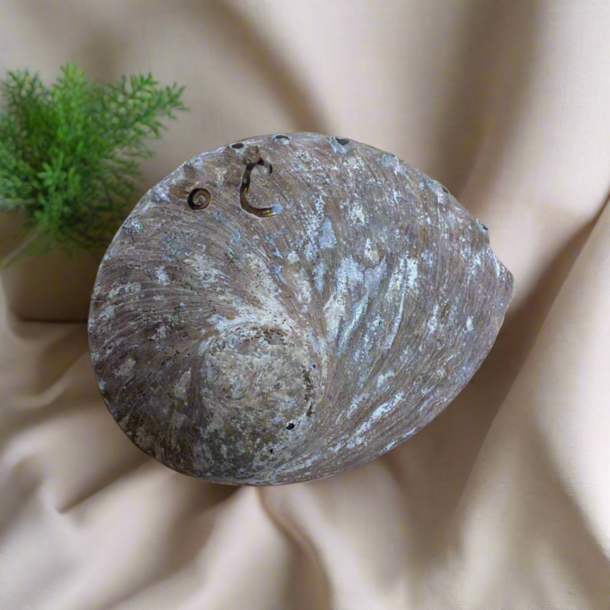 Abablone Shell