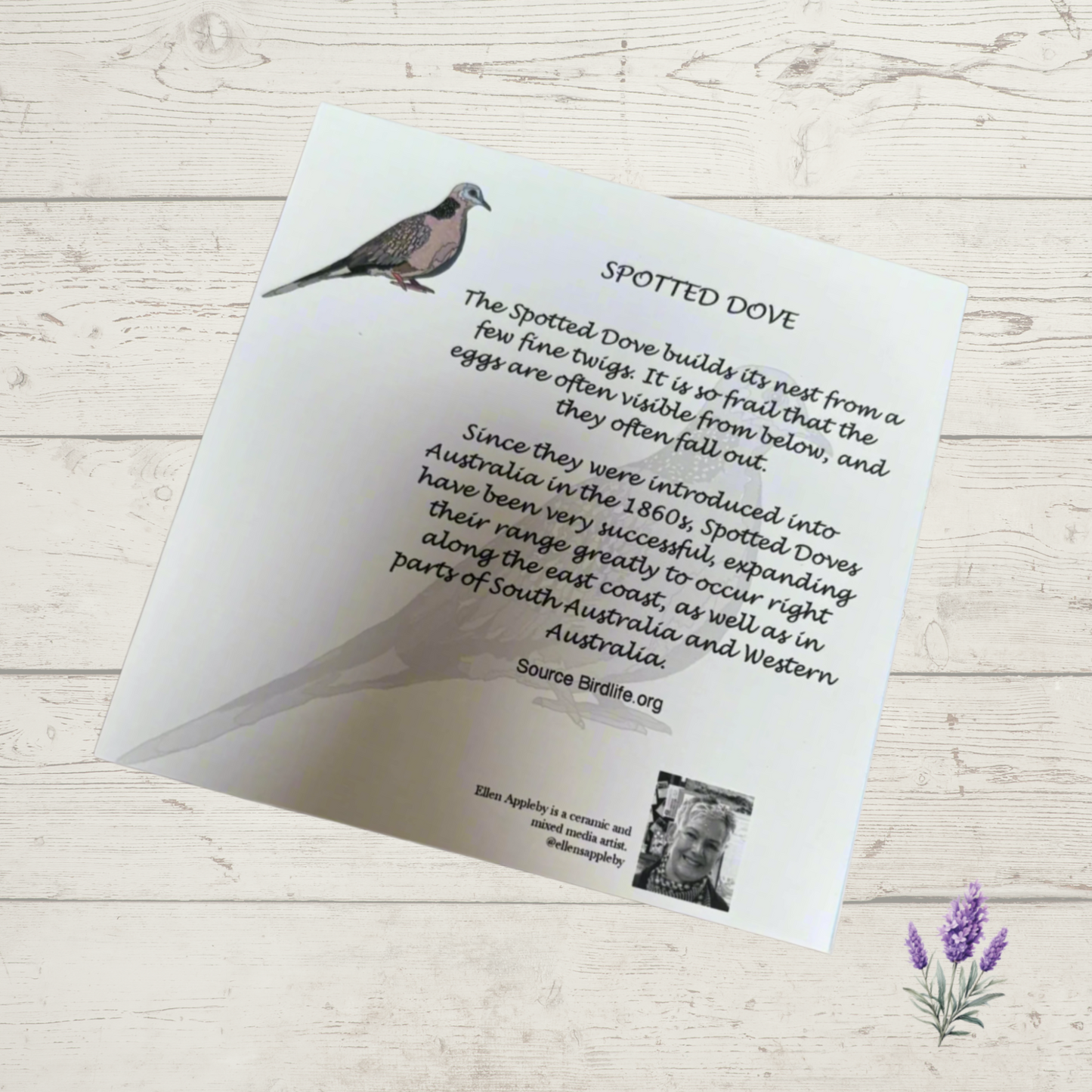 Back of Spotted Dove greeting card showing printed bird information text
