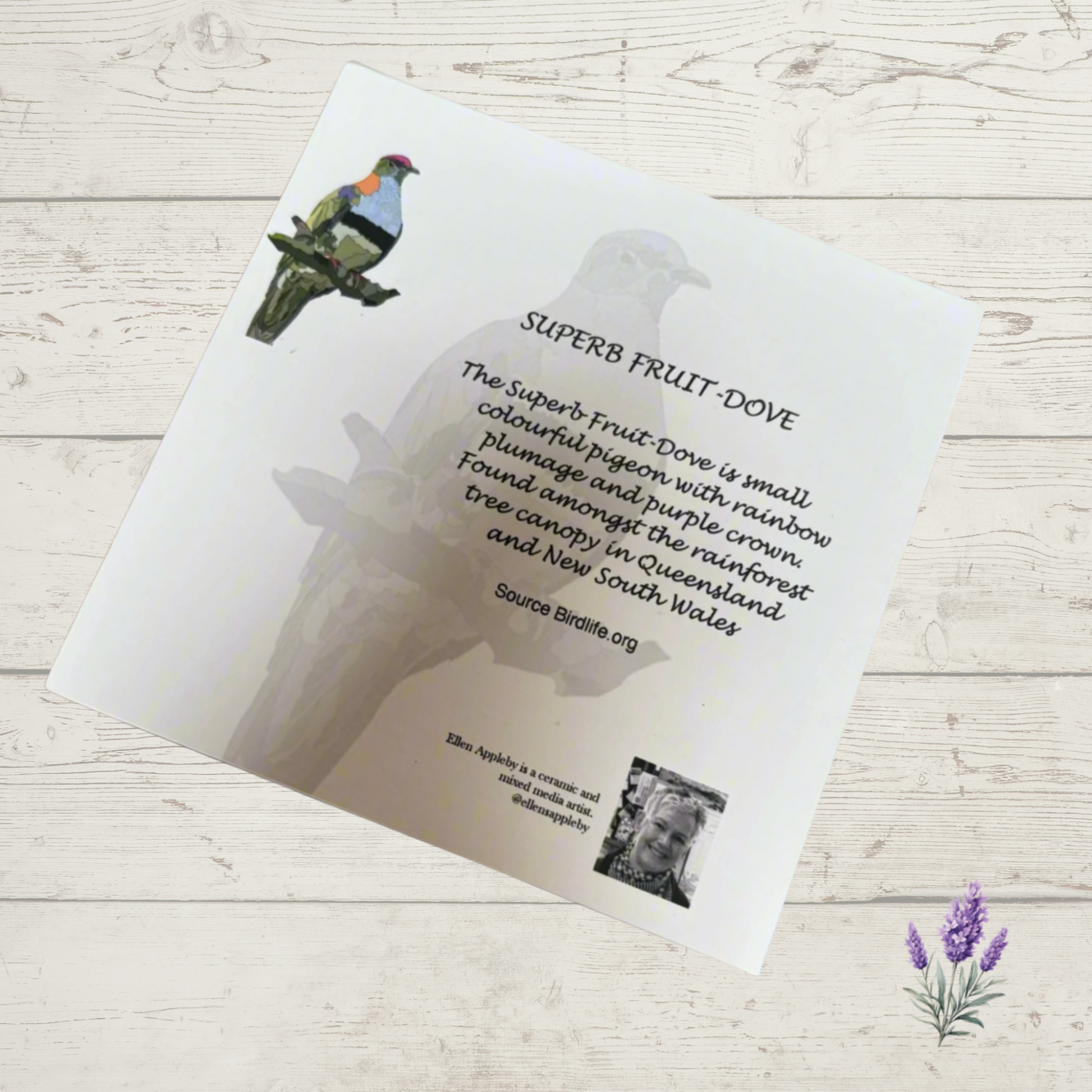 Back of Fruit Dove greeting card showing bird description text and information