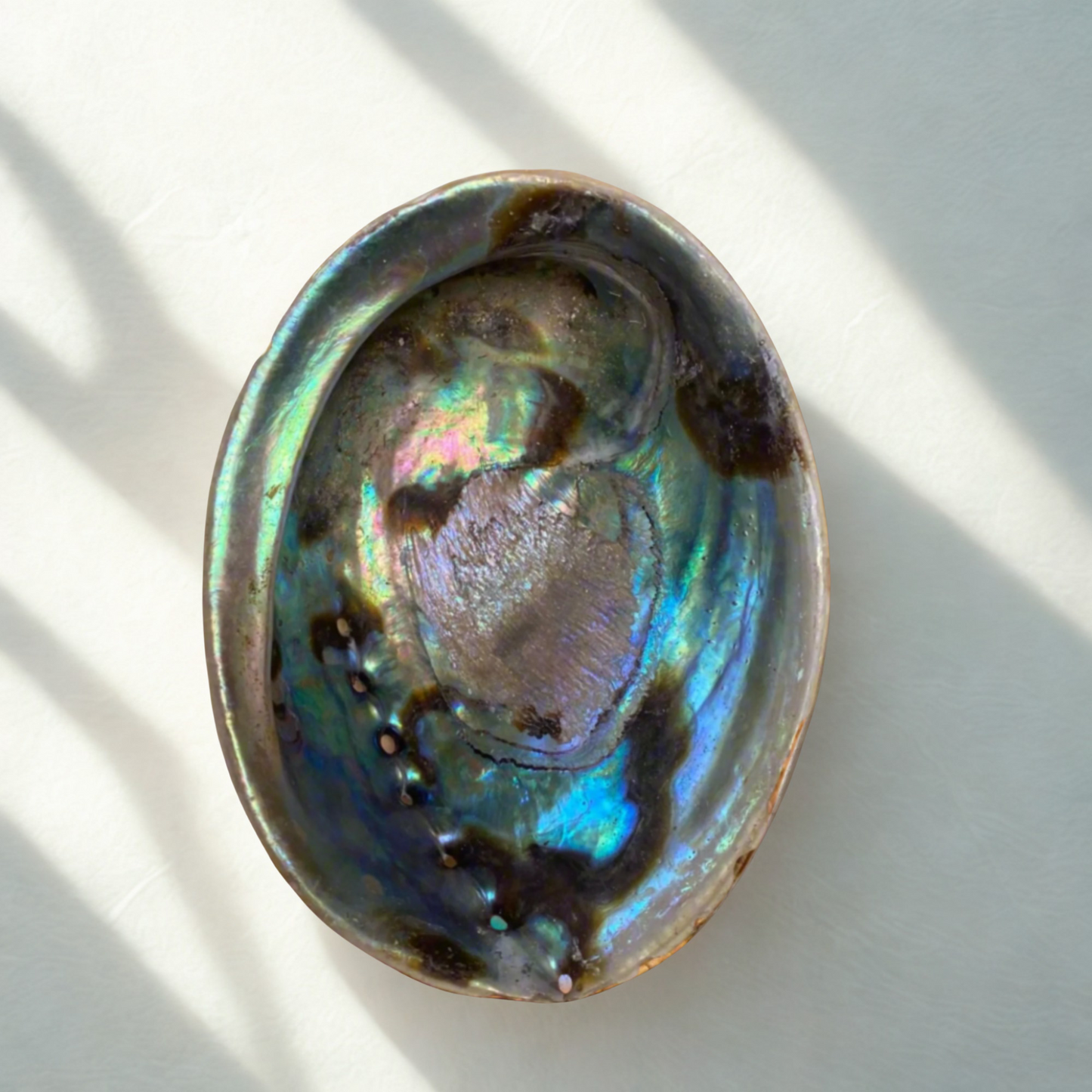 Natural abalone shell smudging bowl with iridescent blue green and purple tones, with filtered sunlight