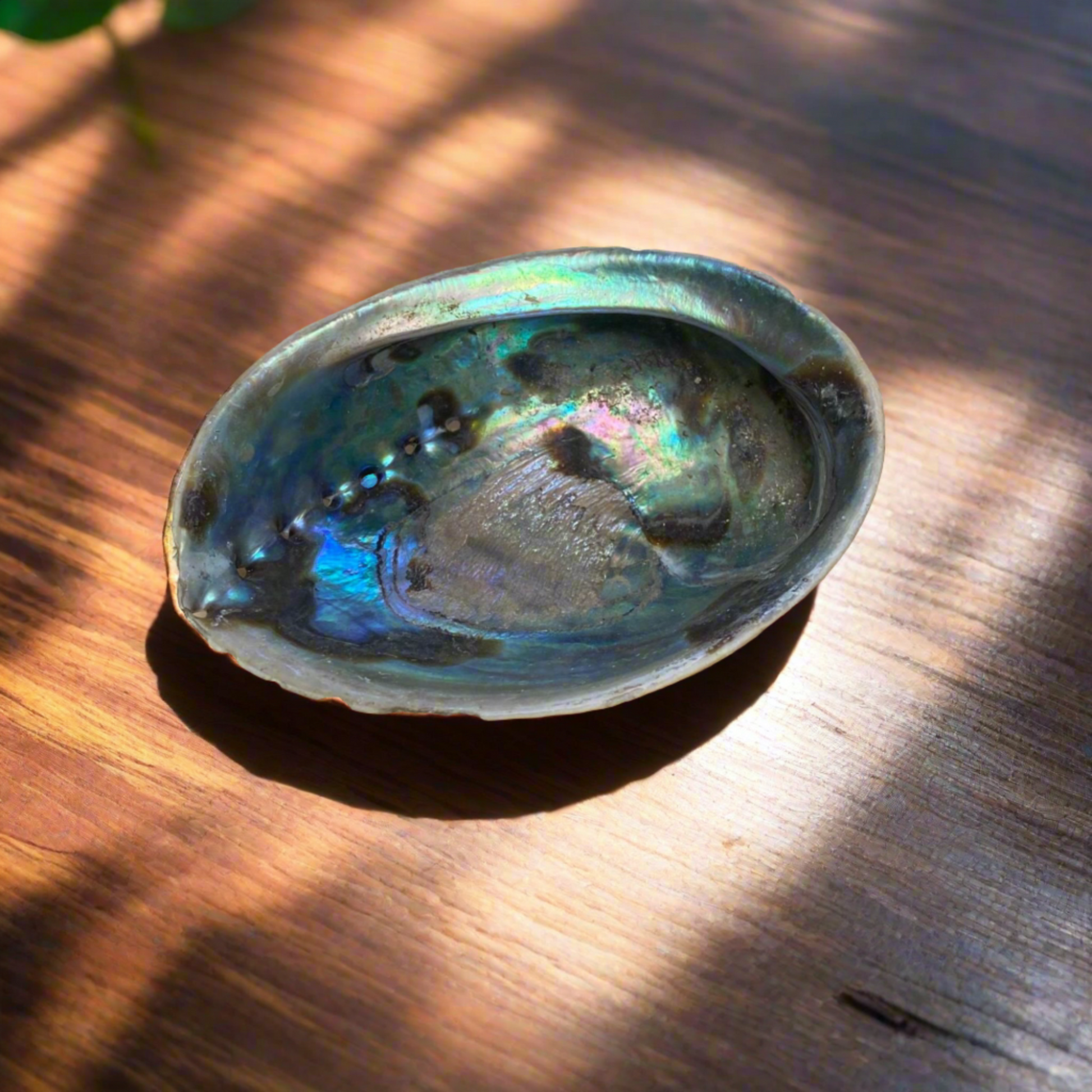 Natural abalone shell used in smudging rituals for burning sage and spiritual cleansing practices