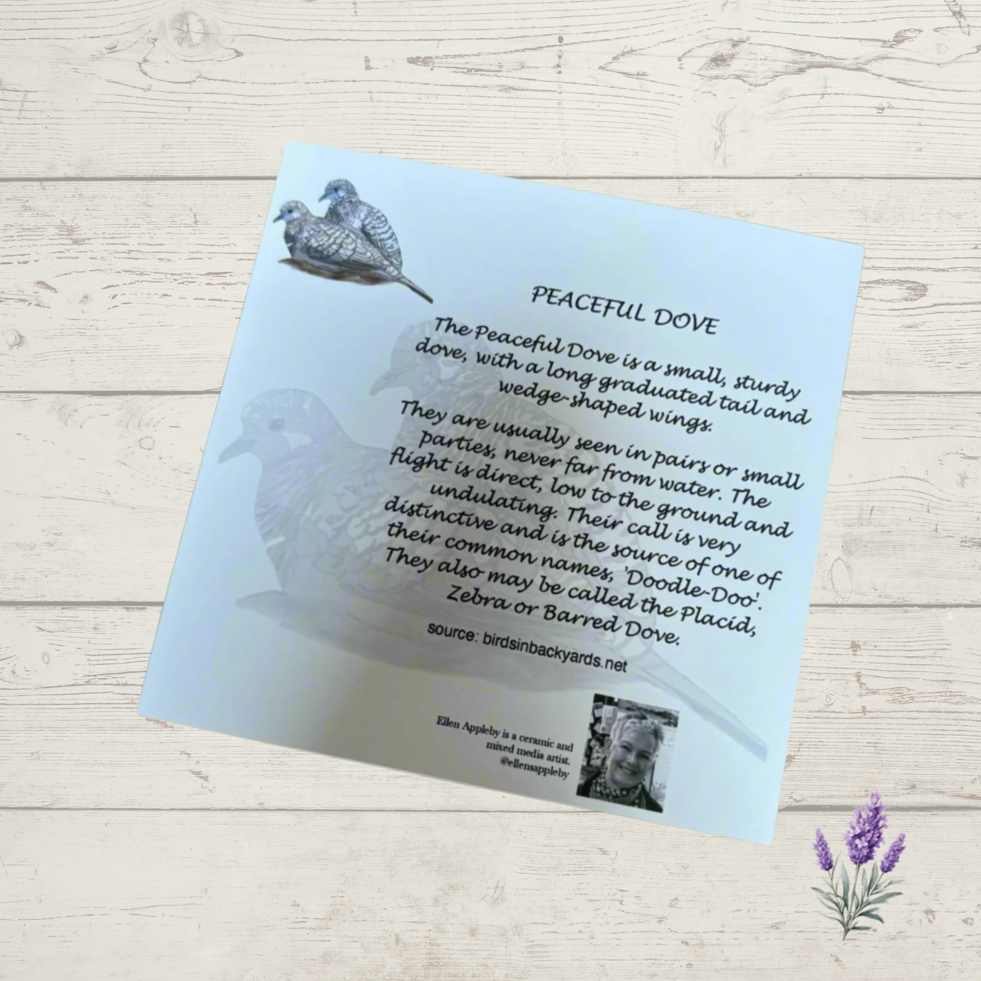 Educational card about the Peaceful Dove with text and illustrations on a light wooden background.