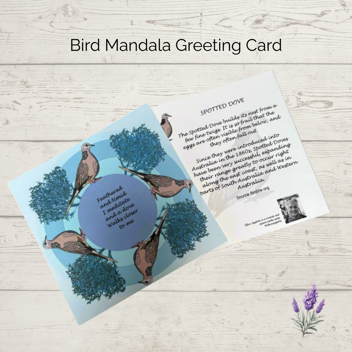 Spotted Dove mandala greeting card front and back displayed on wooden background
