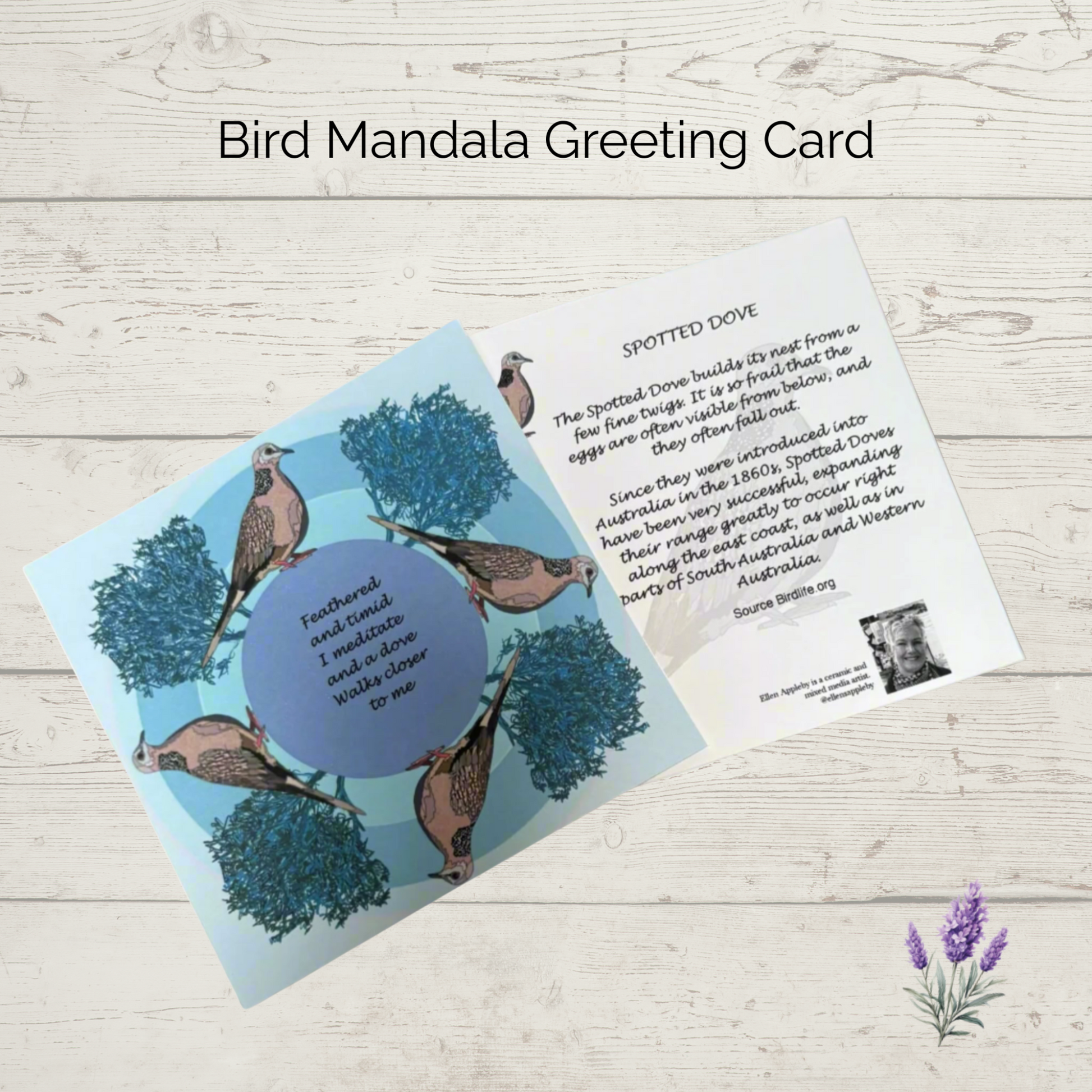 Spotted Dove mandala greeting card front and back displayed on wooden background